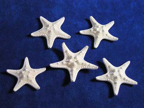 Five small bumpy starfish have been bleached white.