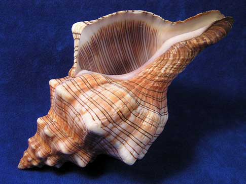 Aperture of a pleuroploca trapezium striped fox horse conch shell.