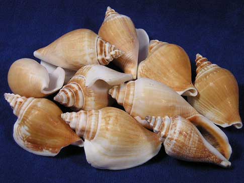 Pile of common strombus canarium sea shells.