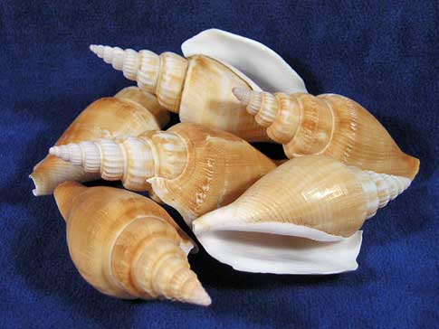 Half a dozed strombus vittatus vittate conch sea shells.