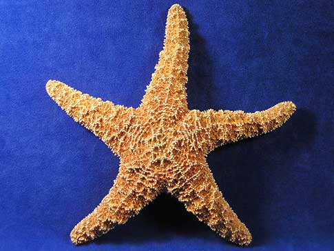 Sugar Starfish are dried but completely natural.