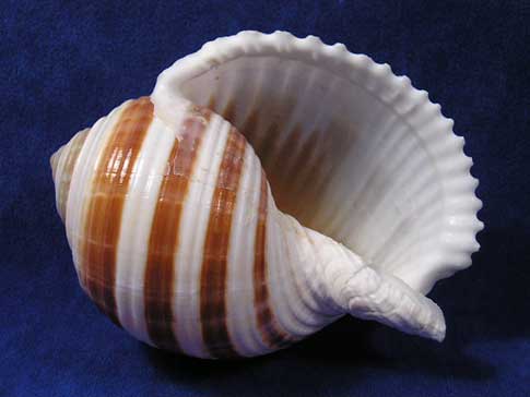 Aperture of a white sulcose tonna seashell with brown stripes.