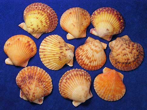 Orange argopecten gibbussunset scallop sea shells.