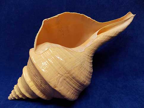 Large Australian trumpet syrinx aruanus sea shell.