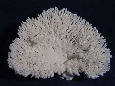 Acropora hyacinthus white table coral with a half circle shape.