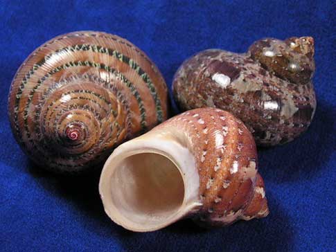 All natural colors and spiral patterns of three turbo petholatus seashells.