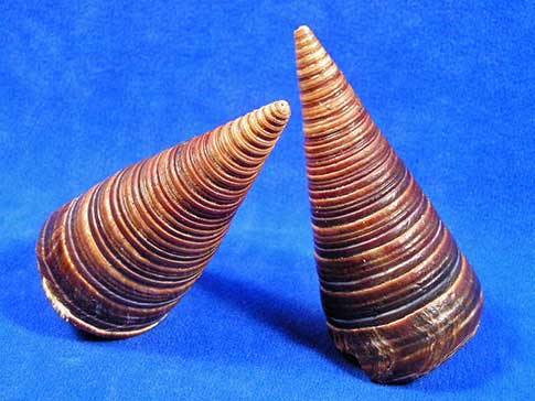 Telescope Snails are pyramid cone shaped shells.