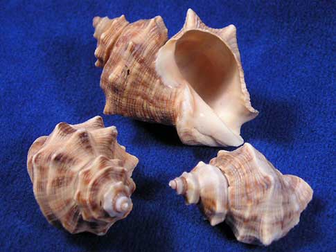 Thais Mutabilis hermit crab shells are great for small hermit crabs.