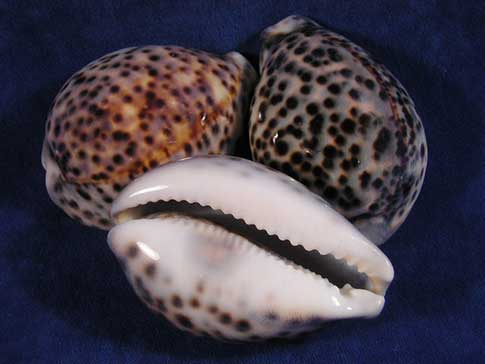 Smooth, shiny, egg shaped form with long narrow slit-like toothy aperture of cypraea tigris tiger cowrie seashells.