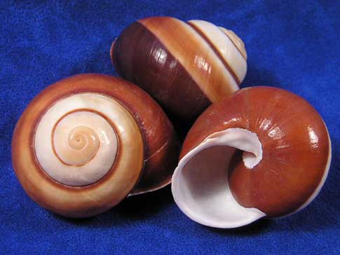 Three brown and dark brown tiger land snail shells with white apertures.