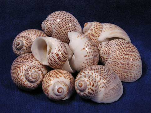 Natica tigrina tiger moon sea shells are white with small brown speckle dots.