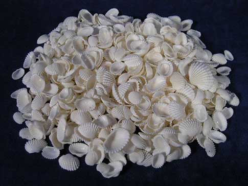 Pile of beautiful ridged tiny white arc clams.