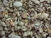 Close up shot of tiny mix seashells.