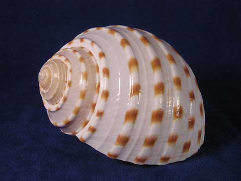 Tonna dolium tessalata seashell with beautiful brown spotted ribs.
