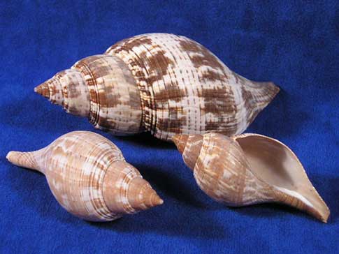Tulip hermit crab shells are brown and white.