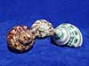 A pacific, pearl banded turban and tapestry turbo for hermit crabs.