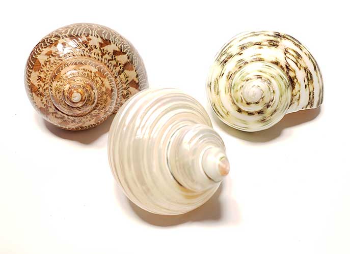 Three pack of beautiful turbo shells for hermit crabs.