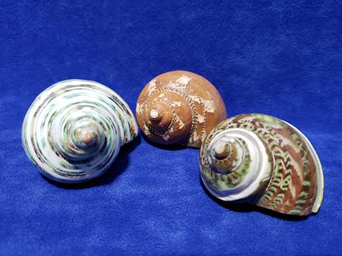 Three pack of beautiful turbo shells for hermit crabs.