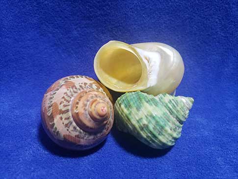 Three turbo shells perfect for small hermit crabs.