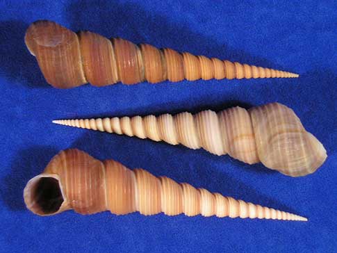 Large turritella terebra screw seashells.