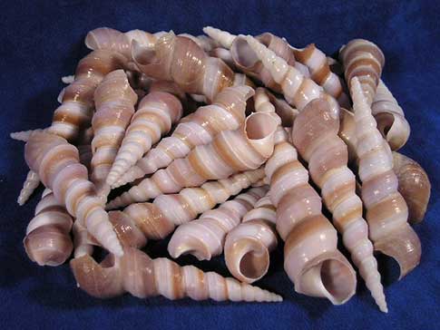 Pile of turritella duplicata sea shells.