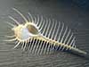 Venus comb murex seashells rest upon their comb like spikes.