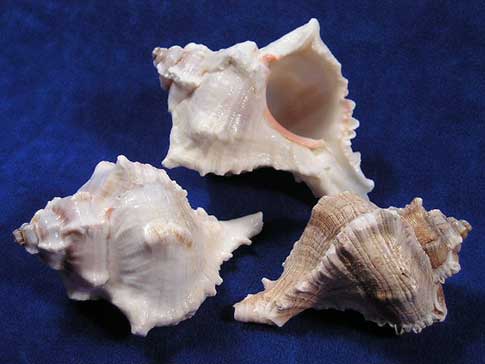 Aperture, body whorl and spire of virgin murex sea shells.