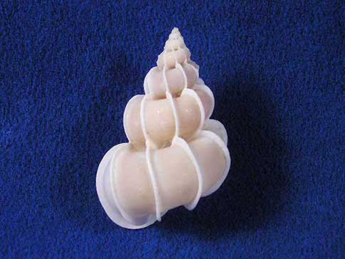 Precious Wentletrap epitonium scalare seashell with intricate ribbing.