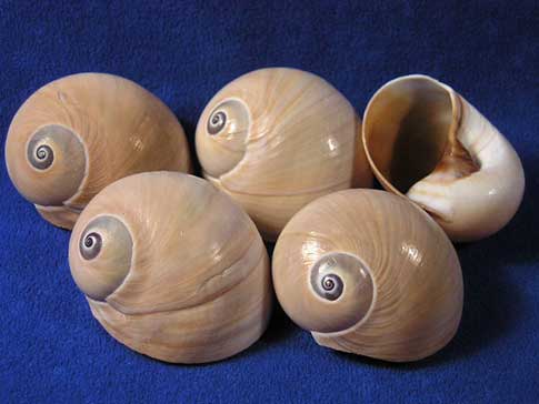 Five brown polinices didyma whale eye moon snail sea shells.