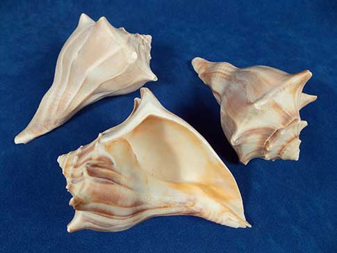 Three whelk seashells place so you can see different angles.