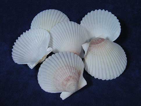White Florida bay scallop sea shells with hints of pink and grey.