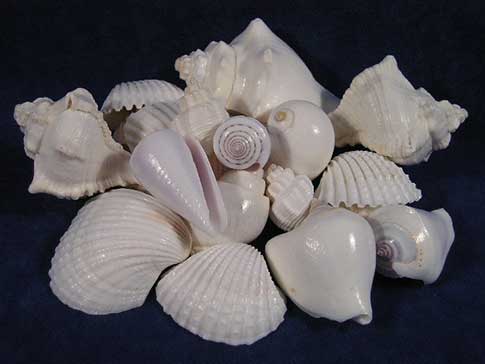 Mix of large white seashells.