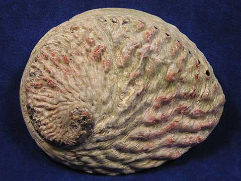 White abalone sea shell with obvious pink on the exterior.