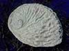 White abalone sea shell.