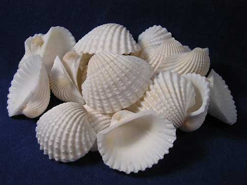 Large white arc clam seashells.