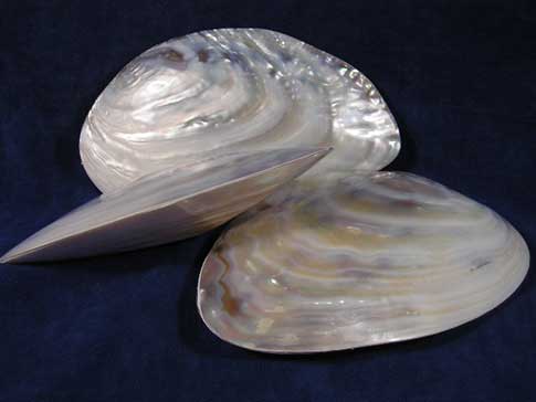 Three whole pearl clam seashells leaning on one another.