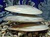 Balanced whole pearl clam seashells.