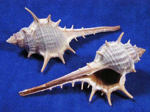 Woodcock murex are poky seashells with a long tail.