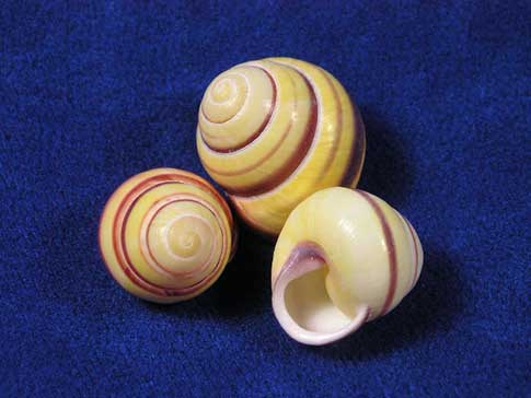Yellow land snails with dark brown bands.