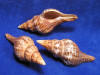 Brown fox seashells.