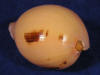 India melon seashells have a smooth exterior and natural brown marks.