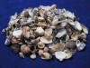 India mix has small craft seashells.