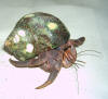 Hermit crab wearing spotted tapestry turbo seashell.
