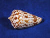 Inscriptus cone sea shells are white and reddish brown.