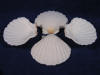Irish deep scallop seashells can be used as ring bearer shells.