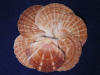 Irish flat scallop seashells for sale.