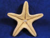 Bottom of a jungle starfish sea star.