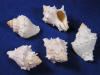 King conch seashells are very small shells.