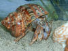 Hermit crab wearing tapestry turbo sea shell.