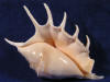 Lambis lambis spider sonch sea shells for sale.